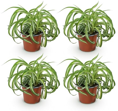 Chlorophytum comosum Bonnie – 4 Pflanzen Set – Ø12cm Höhe 20–25cm – Grünlilie mit gedrehten Blättern – Haustierfreundliche Zimmerpflanze