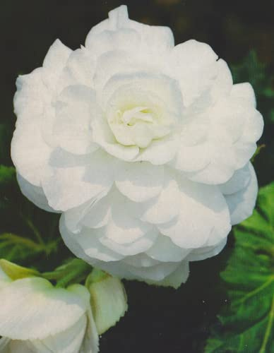 Begonien Großblütig gefüllt in weiß Knollenbegonien Blumenzwiebeln (5 Blumenzwiebeln)