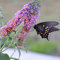 1000 semi di alberi con farfalle - Buddleja - Garden Ururbs - Semi di contadini riproducibili - Sowing
