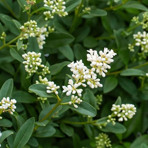 GreenboutiQ - Plantes de haie - Ligustrum ovalifolium - feuillage vert - 8 plantes - 1 mètre linéaire - persistant - pot 9cm hauteur 35-40cm