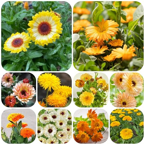 calendula - ombra semi di selvatici semi di calendula decorativo decorazione organica per balcone rampicanti, giardino roccioso 600semi