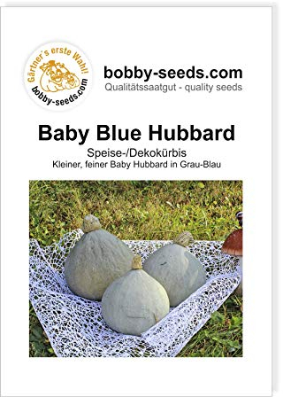 Baby Blue Kürbissamen von Bobby-Seeds, Portion