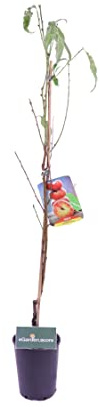 Albero di Pesco pianta di pesco Età 2 anni già innestata pianta da frutto di pesca pianta vera in vaso di pesche venduta da eGarden.store (Tabacchiera Precoce)