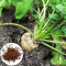 Luojuny Semi di barbabietola da zucchero, 300 pezzi Grande tasso di germinazione Resistente agli agenti atmosferici Non OGM Sopravvivenza cimelio Crescita rapida Piantare Alto rendimento Giardino all