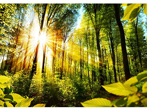 Runa Art Fototapete Sonnenstrahlen im wald 352 x 250 cm Vlies Tapeten XXL Moderne Wandtapete Wohnzimmer Schlafzimmer Gelb Grün 9474011a