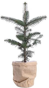 eGarden.store - Pianta vera di Abete del Caucaso o Abies Nordmanniana - Altezza pianta: 40 cm Diametro vaso: 15 cm - Conifera resistente e facile da coltivare all'esterno