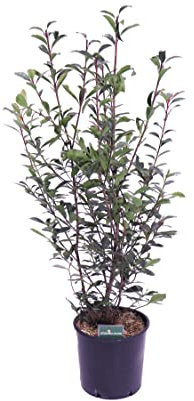 Pianta di Photinia Fraseri Compacta Pianta di Fotinia Compatta pianta da esterno pianta da giardino pianta da siepe pianta di Photinia ornamentale pianta vera venduta da eGarden.store (Vaso 20 cm)