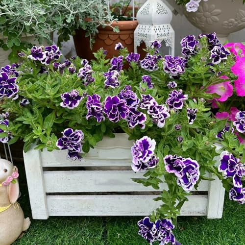 semi di petunia perenne biologici aiuola, decorazione balcone di petunia sospese da balcone perenni resistenti 1000pcs