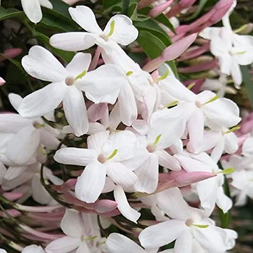 AMDGarden Pianta di GELSOMINO POLIANTA Rampicante OFFICINALE PROFUMATO vaso 17 cm