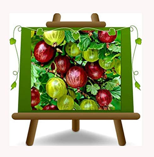 Groseille à maquereau rouge - Plante de fruits vieux sur pot 20-2 ans