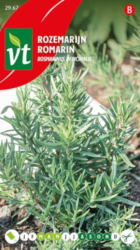 Romarin - Employées en cuisine, particulièrement les grillades de viandes