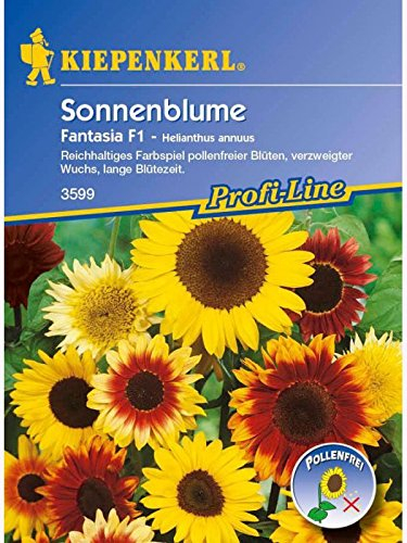 Helianthus annuus Sonnenblume Fantasia Mix verzweigt