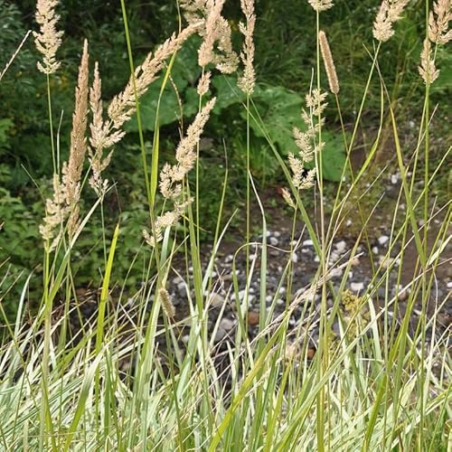 6x Calamagrostis arundinacea – Vaso 9x9 cm – pianta ornamentale alta da giardino