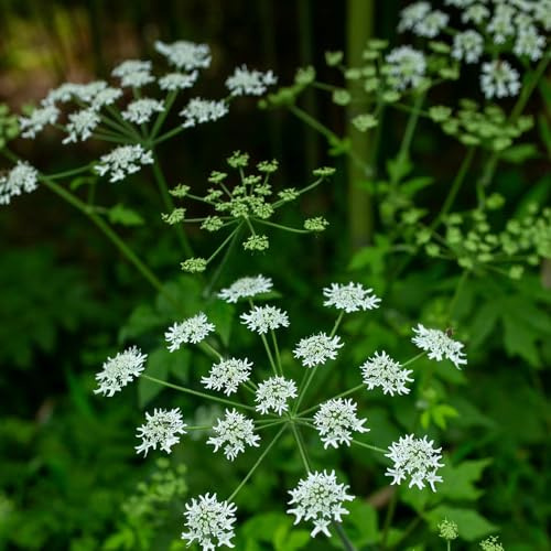 semi di levistico, selvatiche per gli amanti del giardino prodotti sostenibili esotico da balcone vecchie varietà verdi resistenti per giardini 180pcs