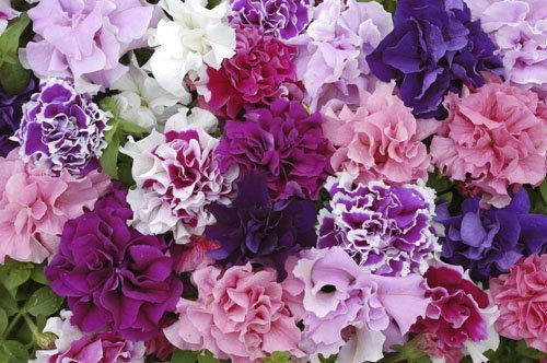 Just Seed - Flower - Petunia - Double Pirouette Mixed - 30 Pelleted Seeds