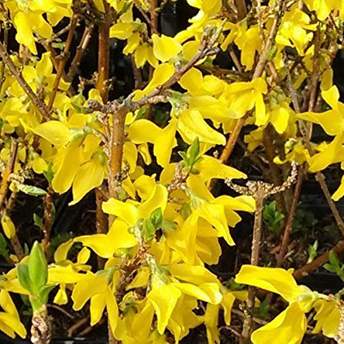 Forsythie 'Minigold' - Forsythia Intermedia 'Minigold' - 50-60 cm Topf - Kompakte Größe, bienenfreundlich