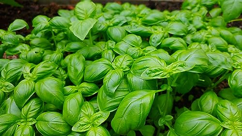 Lot de 500 Graines de Basilic Grand Vert - Plante Très Aromatique - Idéal Culture Pot et Jardin - Le Roi du Pesto - Grandes Feuilles Vertes Bombées et Bien Parfumées - Semences Reproductibles