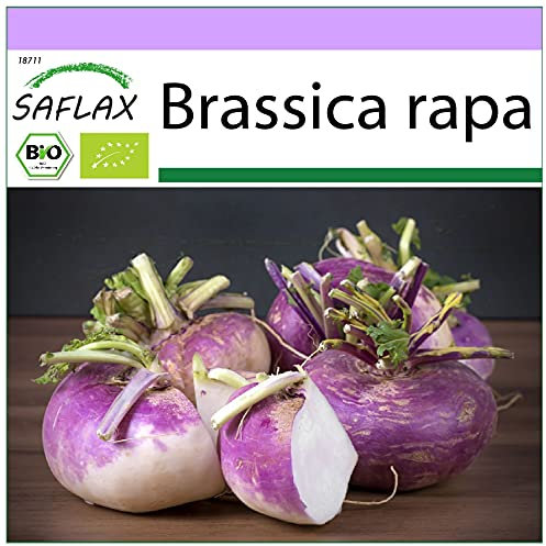 SAFLAX - BIO - Cavolo rapa - Milan Purple - 600 semi - Brassica rapa