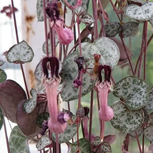 3 semi di piante di Ceropegia woodii:Seeds only