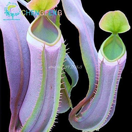 Verde: 100 Pz/borsa Nepenthes Semi Nepenthes Brocca Pianta Semi di Fiori Mangiare Zanzara Misto Giardino Decorazione Balcone Piante