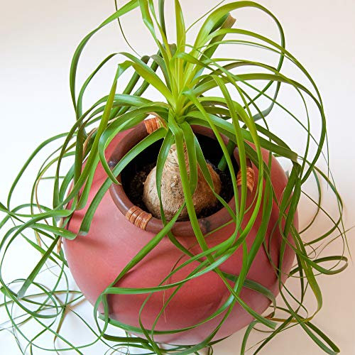 Beaucarnea Recurvata Nolina Ball 40-50cm Plante en pot premium à offrir à vendre.