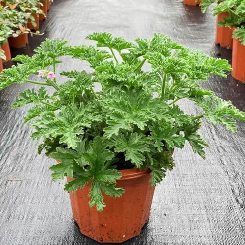 semi di geranio limone - gerani profumati - perenni, rialzati, Pelargonium graveolens, Giardino da interno, esotiche resistenti 85pcs