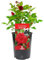 in Loving Memory Rose - Memorial and Remembrance Unique Living Plant Gift