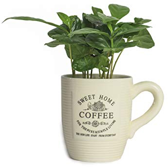 5 Echte Kaffeepflanze coffea arabica ca. 30cm mit Übertopf- pflegeleichter Kaffeestrauch zum selber wachsen lassen, immergrüne Zimmerpflanze (5, Kaffeepflanze mit Tasse)