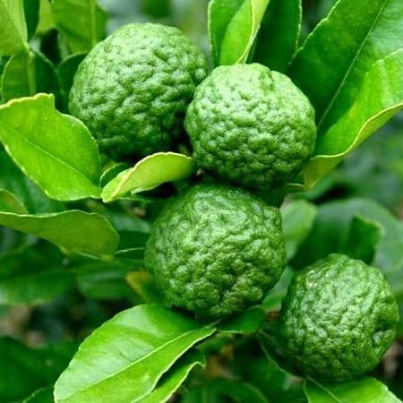 Graines de fruits de citron vert Kaffir 100 pièces vertes