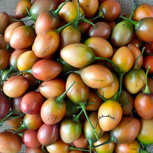 Semi di tamarillo - orticole da balcone esotico da frutto pomodoro arboreo tamarillo frutto colonnari raro semi di resistenti colonnare giardino 125pcs