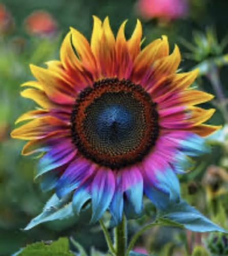 Buy4seeds 50+ Rare Rainbow Enchanting Sunflower Seeds