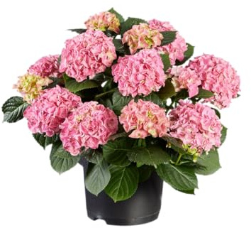 Planta Viva de Hortensia Rosa Hydrangea Pink Natural | Ideal para la Decoración del Jardín