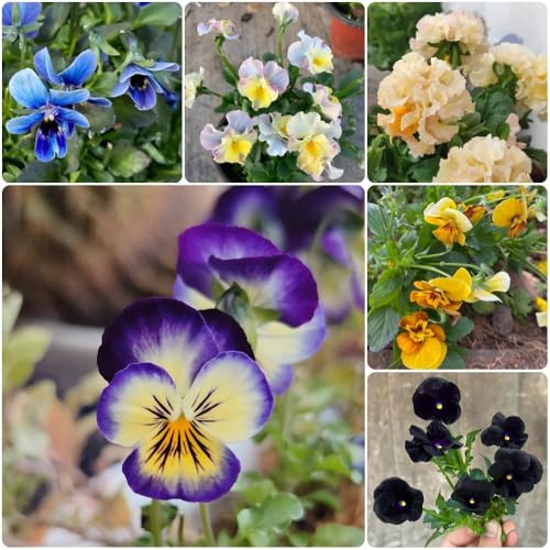 Semi di viola del pensiero biologici, acquistare di viola del pensiero Viola tricolore, biologici semi di regali per gli amanti del giardino 50pcs