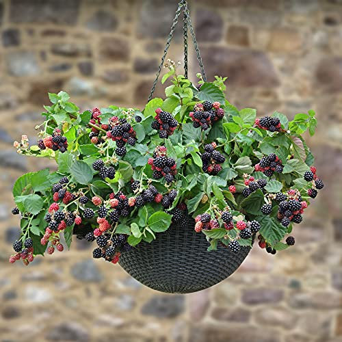 YouGarden BlackBerry 'Black Cascade', Established in 9cm Pot, Grow Your Own, Trailing BlackBerry Plants, Garden Ready Plant, Supplied as Established Plant in Pot