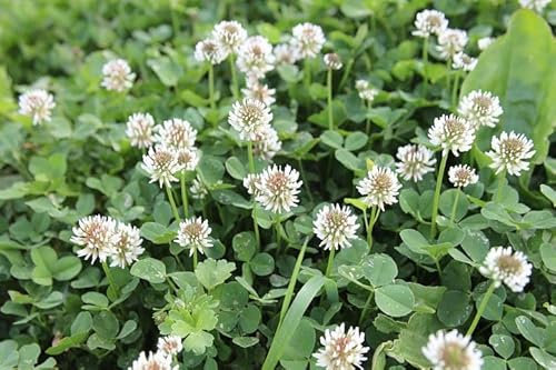White Clover UK Wildflower Plants Seeds Grass Clover Oxalis Flower Plants Warriors 3000 Seeds