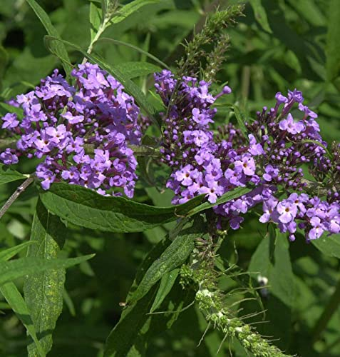 Schmetterlingsflieder Summer Bird Violet 30-40cm - Buddleja