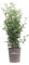 Pianta di Ligustro Giapponese Pianta di Ligustrum Japonicum pianta da esterno cespuglio di Ligustro pianta ornamentale di Ligustro pianta da siepe pianta vera venduta da eGarden.store (Vaso 17 cm)