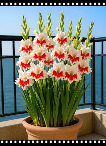 Rizomi di gladioli selezionati, carnosi e sani, con un alto tasso di germinazione, varietà pura, resistenti alla siccità e al freddo.-5Rizomi-I