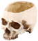 Large Skull Plant Pot, Skull Head Flower Pot Planter Scene Decoration Candy Bowl Resin Large Flowerpot Set Props for Home Office Desk Decoration