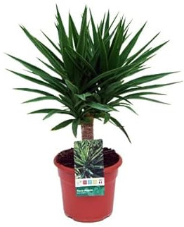 Yucca Elegans Planta +80cm de Altura Palmera Exterior