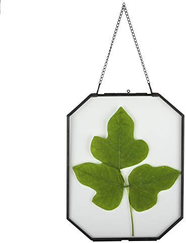 NCYP Cornice flottante ottagonale in vetro doppio per fiori secchi pressati, foto, foto, poster, decorazione da parete, decorazione per la casa, colore nero (solo cornice in vetro)