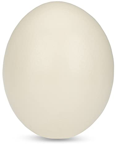 NaDeco Straußenei Natur 1A Qualität, entleert, ausgeblasen und gereinigt | Straussenei vom afrikanischen Strauß | Straußeneier Deko | Deko Ei | Struthio camelus | Osterdekoration | Osterei | Dekoei