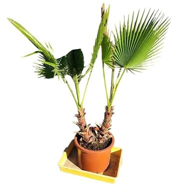 AzJardin- PALMERA WASHINGTONIA ROBUSTA. Palmera Mexicana de Abanico- Altura 140-160cm. Uno o dos troncos. Maceta 40cm. Planta viva