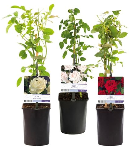 GreenboutiQ - Rosier grimpant - Rosa Tricolour - Fleurs Rose Blanc Rouge - Peu d'entretien - 3 plantes - Pot 11cm Hauteur 40cm