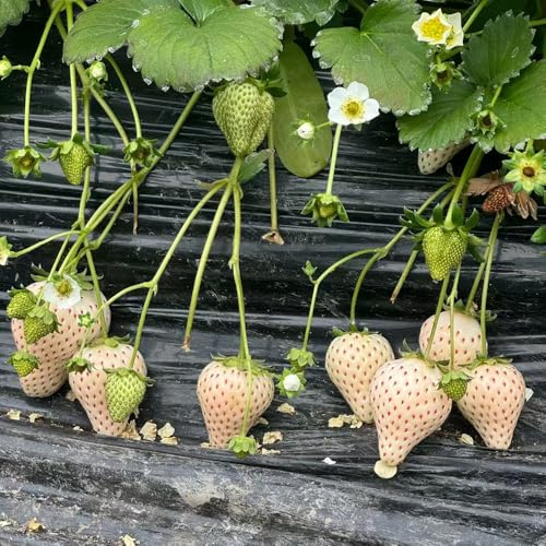 semillas de fresa - jardín plantas de fresa semillas frutas plantas interior maceta cobertura del suelo resistentes decoración balcones frutas exóticas maceta bonsái fresas colgantes 100pcs