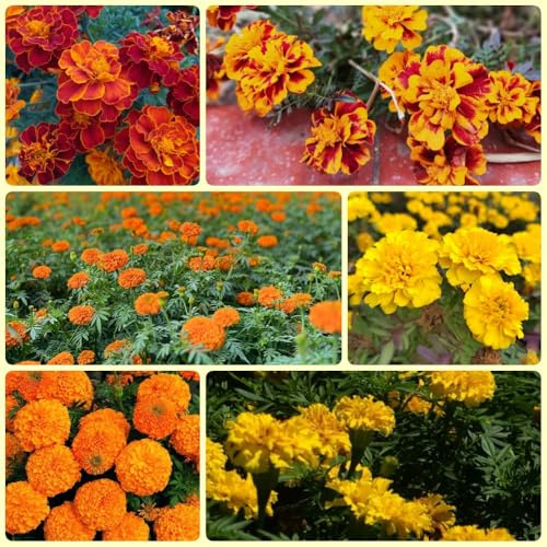 Semillas de caléndula, exóticas Tagetes erecta semillas de decoración de jardín para exterior 500pcs