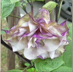 Schwarze Samen, Brugmansia-Engelstrompeten, Bonsai-Baum-Blumensamen 100 Partikel/Los