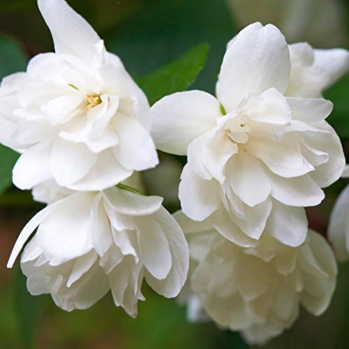 Philadelphus Snowbelle Mock Orange Shrub Deciduous Outdoor Garden Plant in Pot (9cm Pot, 20-30cm)