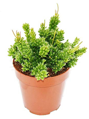 Rhipsalis mesembryanthemoides - Korallenkaktus - im 12cm Topf - sukkulente Zimmerpflanze