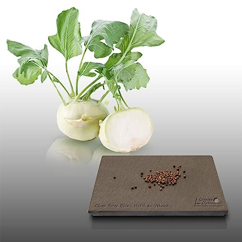 100 graines à semer - Le Grenier d'Abondance - CHOU Rave Blanc Hâtif Vienne - Brassica oleracea
